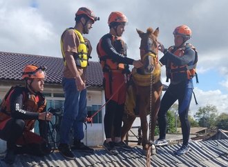 Cavalo Caramelo é resgatado depois de ficar ilhado em telhado em Canoas